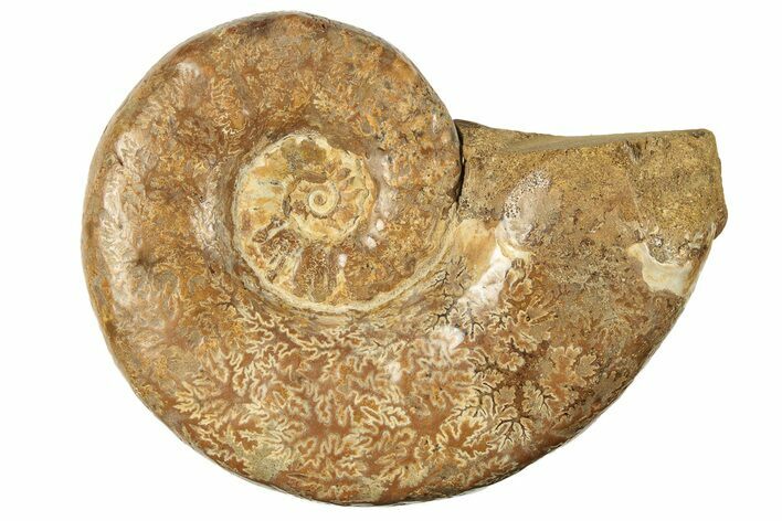 Jurassic Ammonite (Hemilytoceras) Fossil - Madagascar #226729